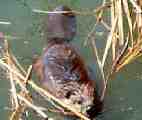 beaver