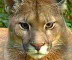 cougar