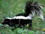 skunk
