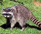 raccoon
