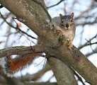squirrel